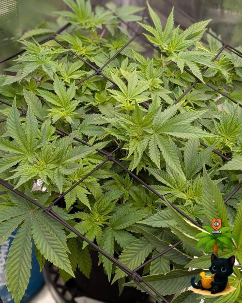 The Dreamy, Pineapple Dream - Catlife420. Week 8 - 12-15
Day 52
Day 6