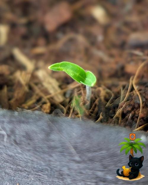 The Dreamy, Pineapple Dream - Catlife420. Week 8 - 12-15
Day 52
Day 6
Fred