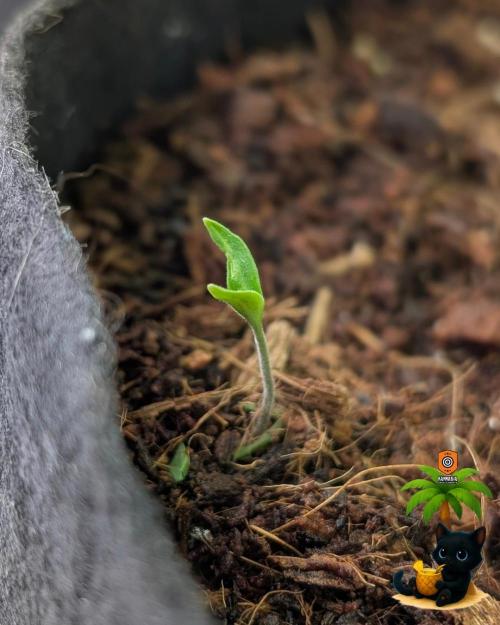 The Dreamy, Pineapple Dream - Catlife420. Week 8 - 12-15
Day 52
Day 6
Fred