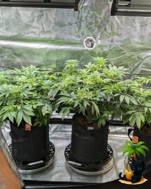 The Dreamy, Pineapple Dream - Catlife420. Week 8 - 12-19  
Day 56  
Day 10