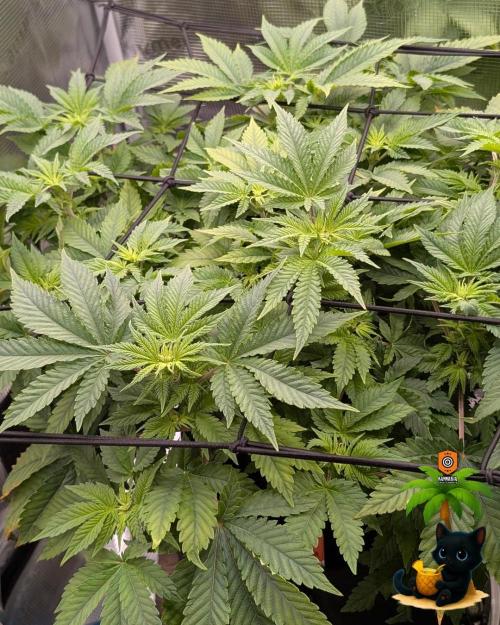 The Dreamy, Pineapple Dream - Catlife420. Week 8 - 12-19  
Day 56  
Day 10