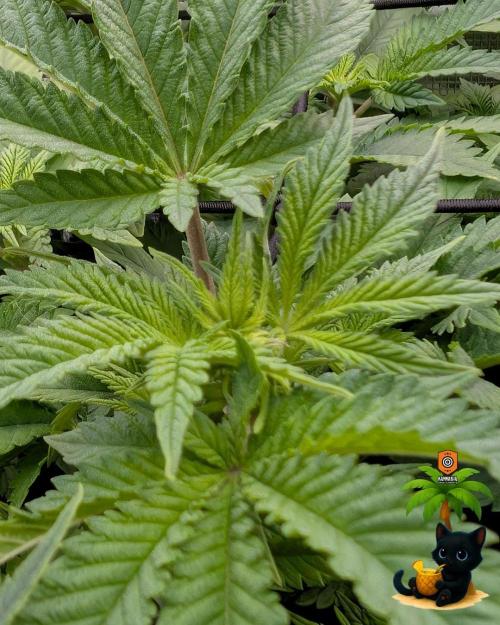 The Dreamy, Pineapple Dream - Catlife420. Week 8 - 12-19  
Day 56  
Day 10