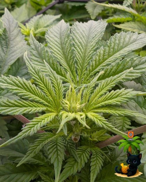 The Dreamy, Pineapple Dream - Catlife420. Week 8 - 12-19  
Day 56  
Day 10