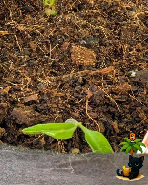 The Dreamy, Pineapple Dream - Catlife420. Week 8 - 12-19  
Day 56  
Day 10
Fred