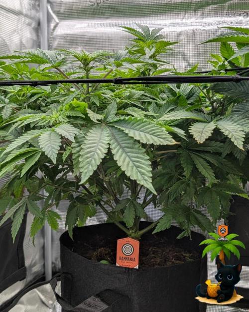 The Dreamy, Pineapple Dream - Catlife420. Week 8 - 12-19  
Day 56  
Day 10