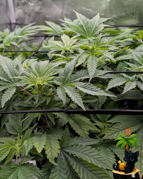 The Dreamy, Pineapple Dream - Catlife420. Week 8 - 12-19  
Day 56  
Day 10