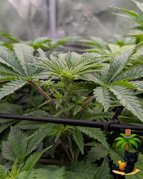 The Dreamy, Pineapple Dream - Catlife420. Week 8 - 12-19  
Day 56  
Day 10