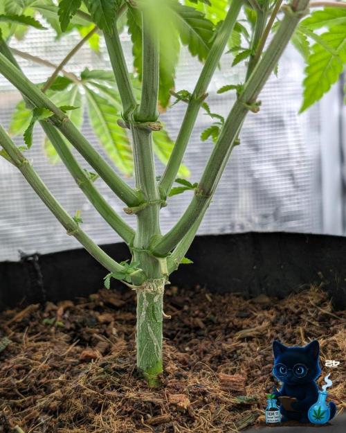 FEM 11 Photo Tester - Catlife420. Week 8 - 12-15 
Day 52  
Day 6