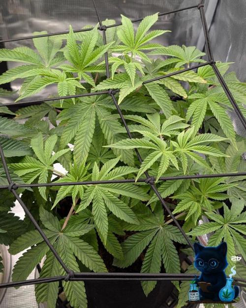 FEM 11 Photo Tester - Catlife420. Week 8 - 12-15 
Day 52  
Day 6