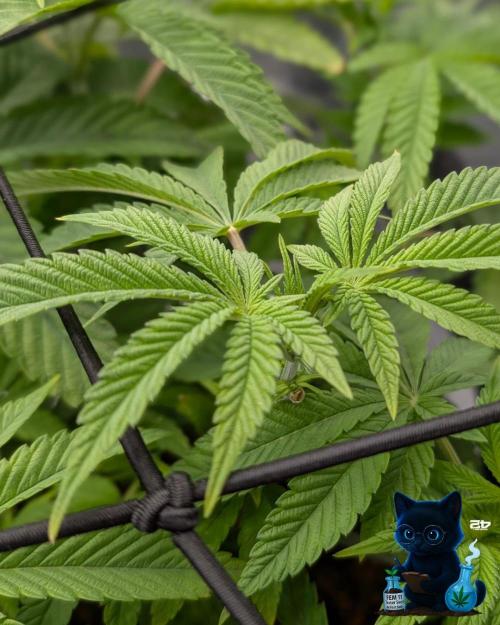 FEM 11 Photo Tester - Catlife420. Week 8 - 12-15 
Day 52  
Day 6