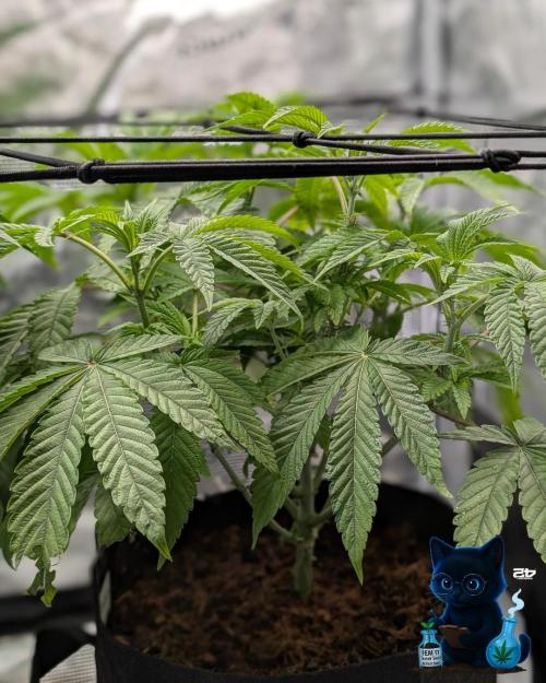 FEM 11 Photo Tester - Catlife420. Week 8 - 12-15 
Day 52  
Day 6