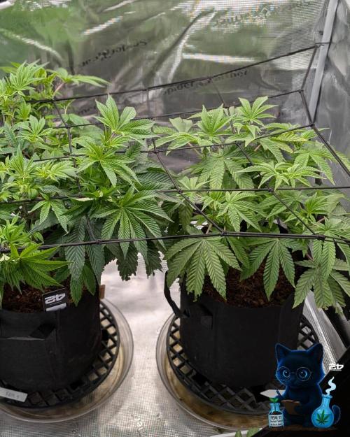 FEM 11 Photo Tester - Catlife420. Week 8 - 12-15 
Day 52  
Day 6