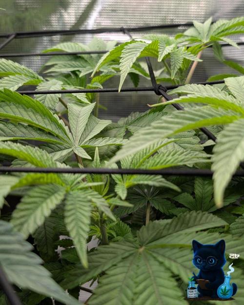 FEM 11 Photo Tester - Catlife420. Week 8 - 12-19  
Day 56  
Day 10