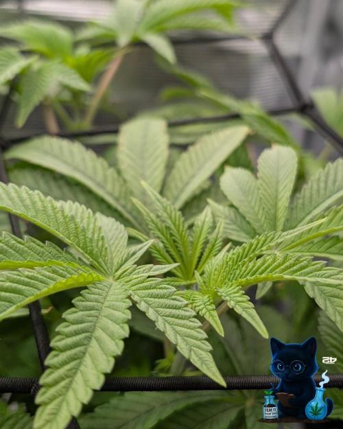 FEM 11 Photo Tester - Catlife420. Week 8 - 12-19  
Day 56  
Day 10