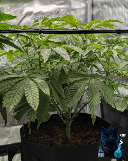 FEM 11 Photo Tester - Catlife420. Week 8 - 12-19  
Day 56  
Day 10