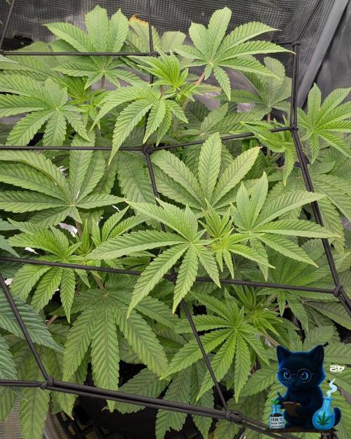 FEM 11 Photo Tester - Catlife420. Week 8 - 12-19  
Day 56  
Day 10