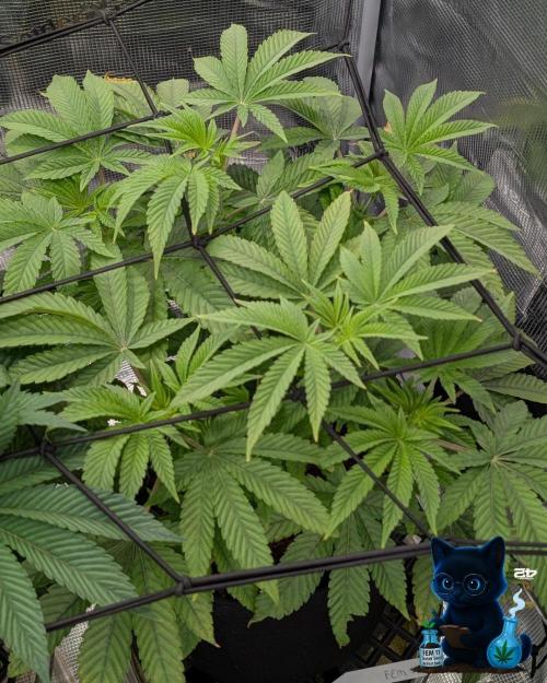 FEM 11 Photo Tester - Catlife420. Week 8 - 12-19  
Day 56  
Day 10