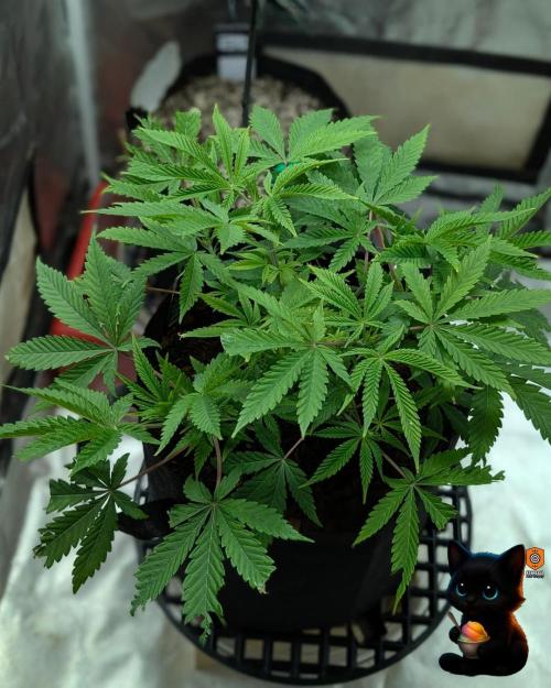 Sunset Sherbet GF (MY TURN) - Catlife420. Week 8 - 12-15 
Day 52  
Day 6