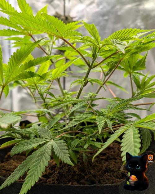 Sunset Sherbet GF (MY TURN) - Catlife420. Week 8 - 12-15 
Day 52  
Day 6