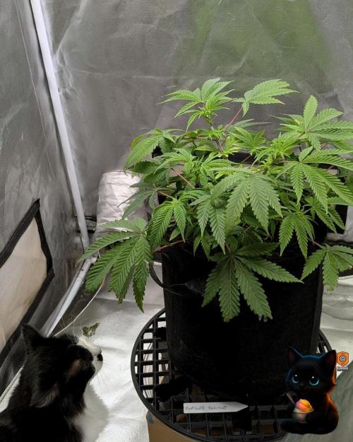 Sunset Sherbet GF (MY TURN) - Catlife420. Week 8 - 12-19  
Day 56  
Day 10
Lana