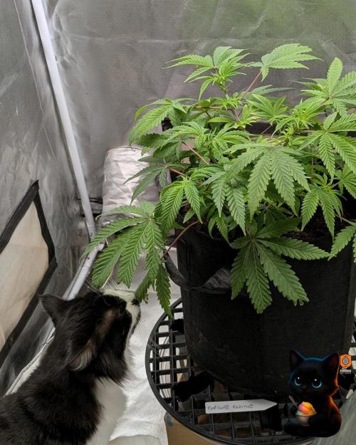 Sunset Sherbet GF (MY TURN) - Catlife420. Week 8 - 12-19  
Day 56  
Day 10
Lana