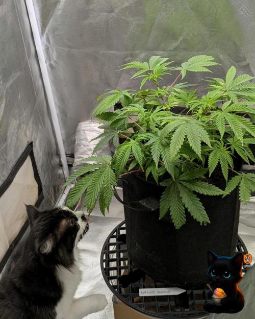 Sunset Sherbet GF (MY TURN) - Catlife420. Week 8 - 12-19  
Day 56  
Day 10
Lana