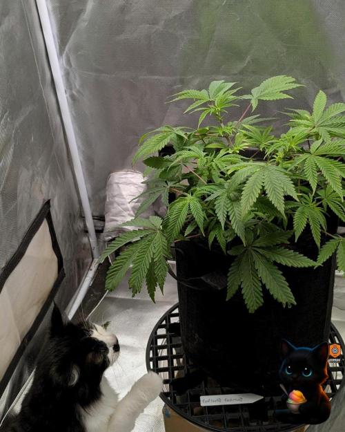 Sunset Sherbet GF (MY TURN) - Catlife420. Week 8 - 12-19  
Day 56  
Day 10
Lana