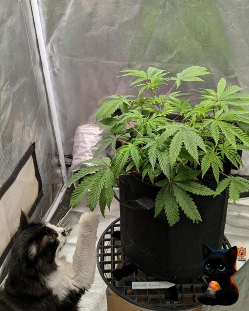 Sunset Sherbet GF (MY TURN) - Catlife420. Week 8 - 12-19  
Day 56  
Day 10
Lana