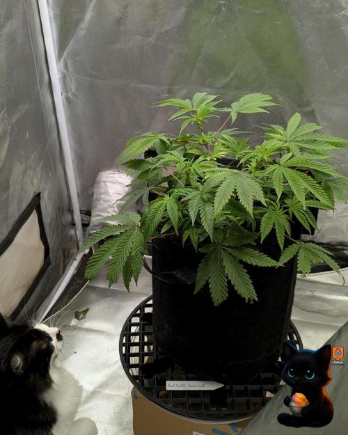 Sunset Sherbet GF (MY TURN) - Catlife420. Week 8 - 12-19  
Day 56  
Day 10
Lana