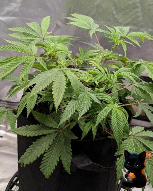 Sunset Sherbet GF (MY TURN) - Catlife420. Week 8 - 12-19  
Day 56  
Day 10