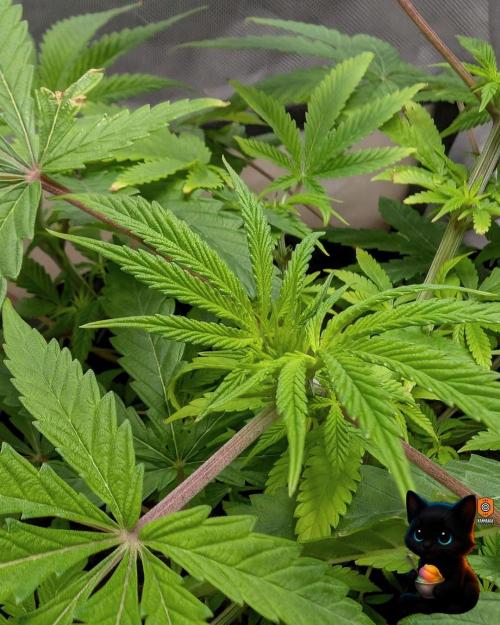 Sunset Sherbet GF (MY TURN) - Catlife420. Week 8 - 12-19  
Day 56  
Day 10