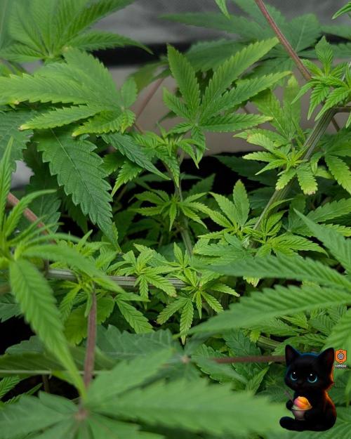 Sunset Sherbet GF (MY TURN) - Catlife420. Week 8 - 12-19  
Day 56  
Day 10