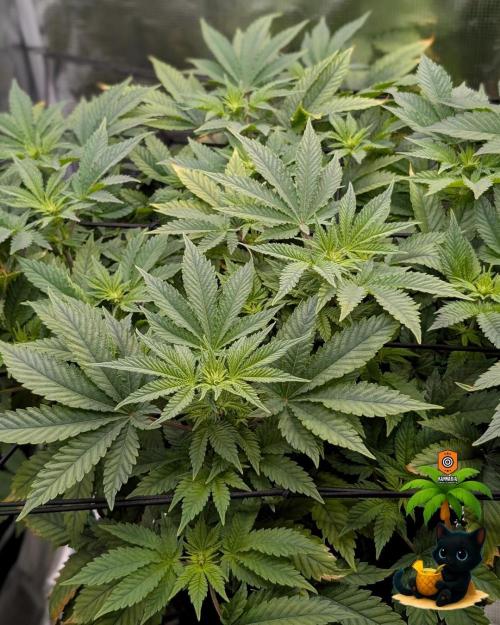 The Dreamy, Pineapple Dream - Catlife420. Week 9 - 12-22
Day 59  
Day 13