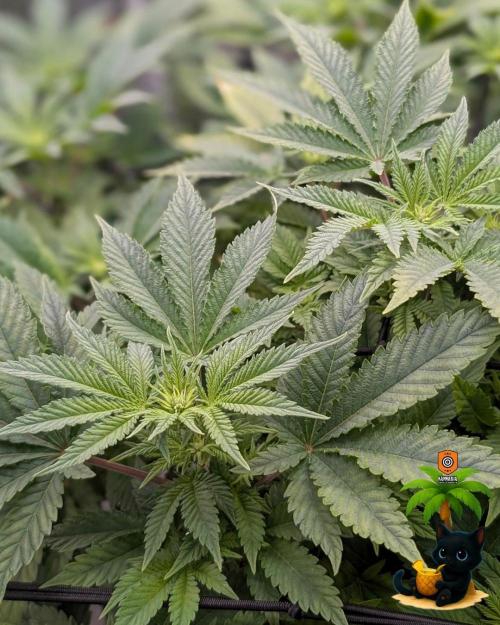 The Dreamy, Pineapple Dream - Catlife420. Week 9 - 12-22
Day 59  
Day 13