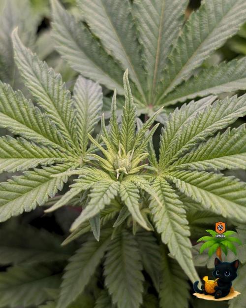 The Dreamy, Pineapple Dream - Catlife420. Week 9 - 12-22
Day 59  
Day 13