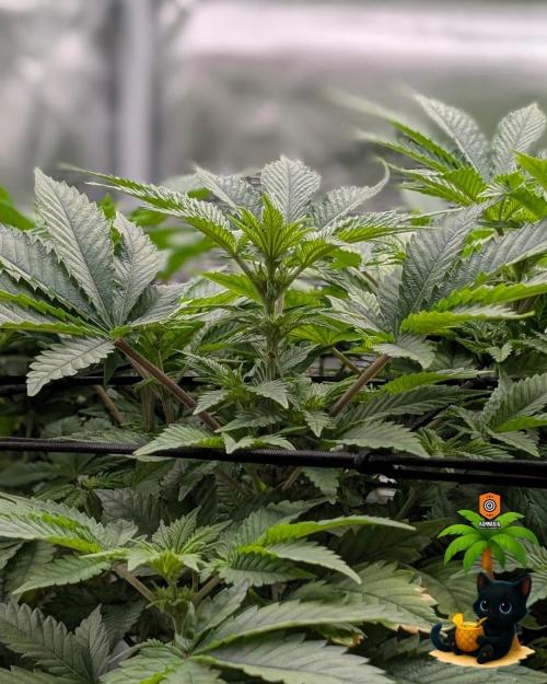 The Dreamy, Pineapple Dream - Catlife420. Week 9 - 12-22
Day 59  
Day 13