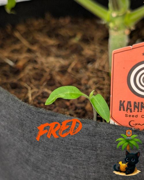 The Dreamy, Pineapple Dream - Catlife420. Week 9 - 12-22
Day 59  
Day 13
Fred