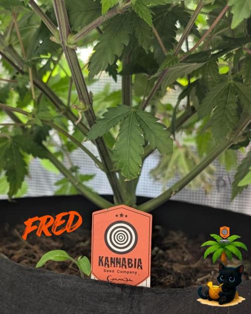 The Dreamy, Pineapple Dream - Catlife420. Week 9 - 12-22
Day 59  
Day 13
Fred