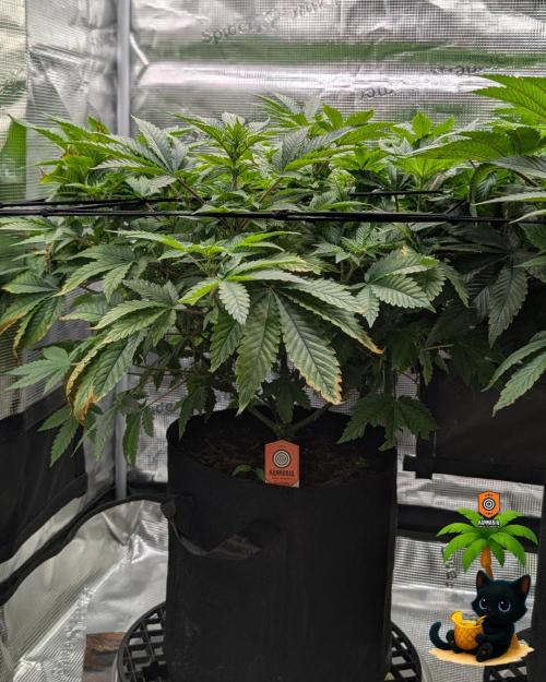 The Dreamy, Pineapple Dream - Catlife420. Week 9 - 12-22
Day 59  
Day 13