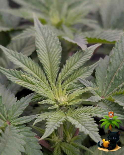 The Dreamy, Pineapple Dream - Catlife420. Week 9 - 12-22
Day 59  
Day 13