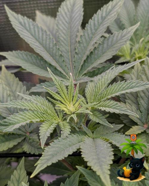 The Dreamy, Pineapple Dream - Catlife420. Week 9 - 12-22
Day 59  
Day 13