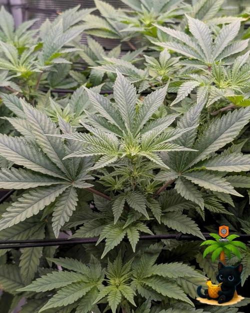 The Dreamy, Pineapple Dream - Catlife420. Week 9 - 12-22
Day 59  
Day 13