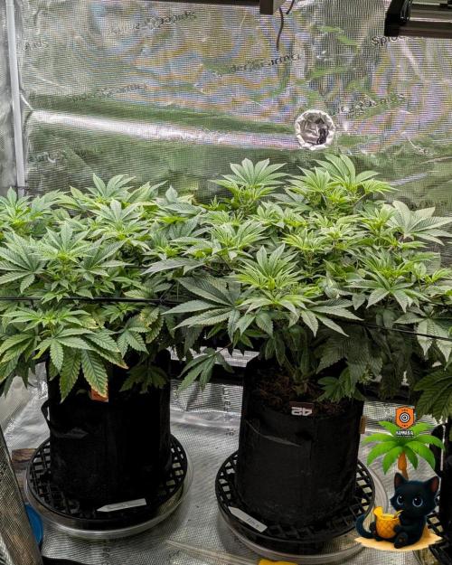 The Dreamy, Pineapple Dream - Catlife420. Week 9 - 12-22
Day 59  
Day 13