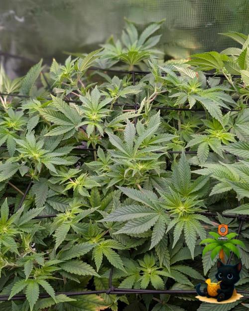 The Dreamy, Pineapple Dream - Catlife420. Week 9 - 12-25
Day 62  
Day 16