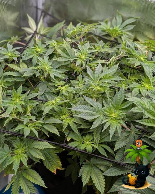 The Dreamy, Pineapple Dream - Catlife420. Week 9 - 12-25
Day 62  
Day 16