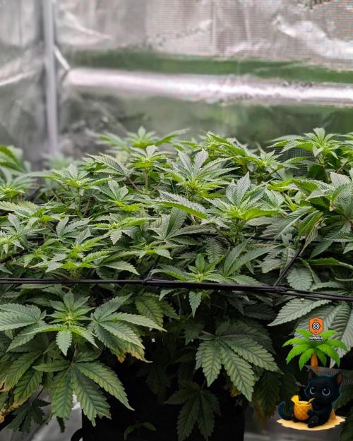 The Dreamy, Pineapple Dream - Catlife420. Week 9 - 12-26
Day 63
Day 17