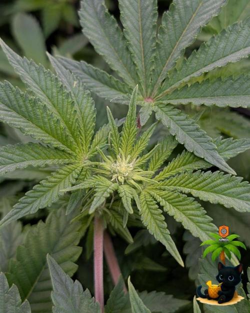 The Dreamy, Pineapple Dream - Catlife420. Week 9 - 12-26
Day 63
Day 17