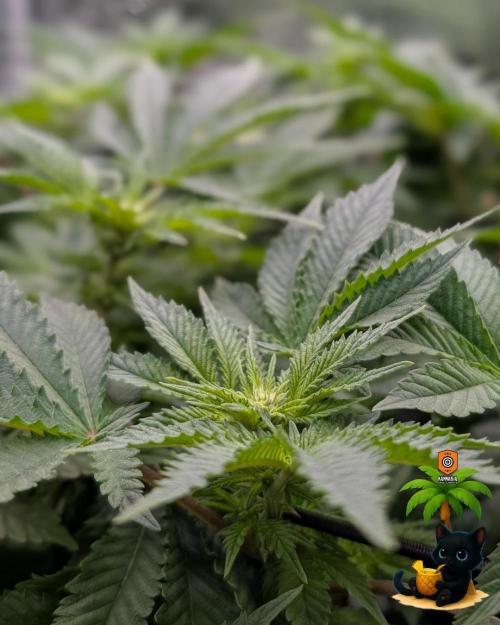 The Dreamy, Pineapple Dream - Catlife420. Week 9 - 12-26
Day 63
Day 17