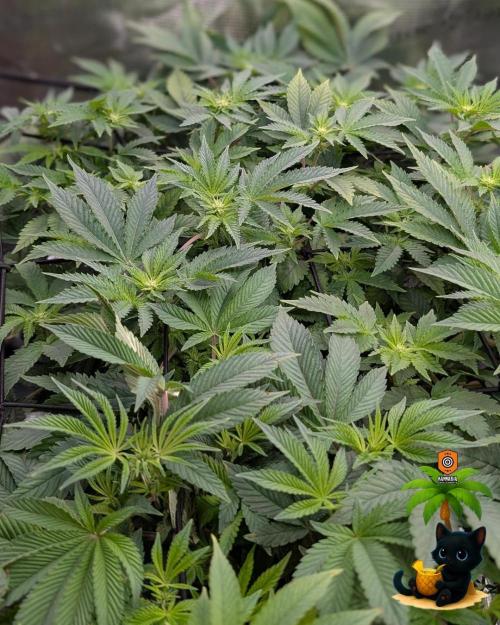 The Dreamy, Pineapple Dream - Catlife420. Week 9 - 12-26
Day 63
Day 17