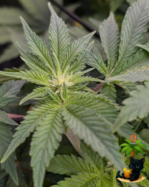 The Dreamy, Pineapple Dream - Catlife420. Week 9 - 12-26
Day 63
Day 17